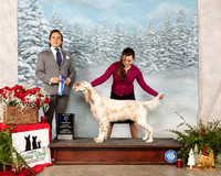 English Setter #18 Sun BOW Maj Judge Juan Miranda