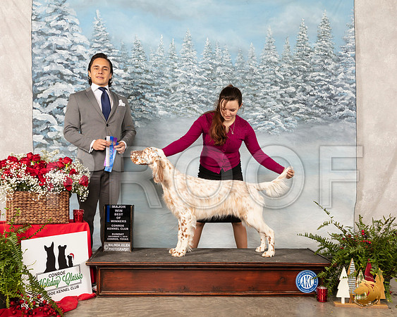 English Setter #18 Sun BOW Maj Judge Juan Miranda__SR_5306_Conroe2019-HR3