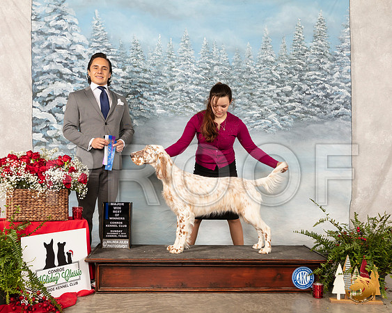 English Setter #18 Sun BOW Maj Judge Juan Miranda__SR_5307_Conroe2019-HR3
