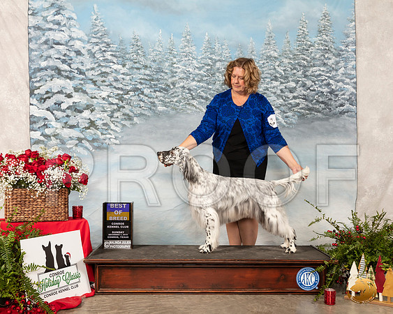English Setter #22 Sun BOB__SR_5468_Conroe2019-HR3