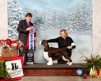 English Springer Spaniel #15 Sun BIS Judge Charles Olvis