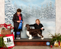 English Springer Spaniel #15 Sun G1 Judge Ann F Yuhasz