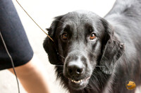 Flat Coated Retreiver #11 Sat