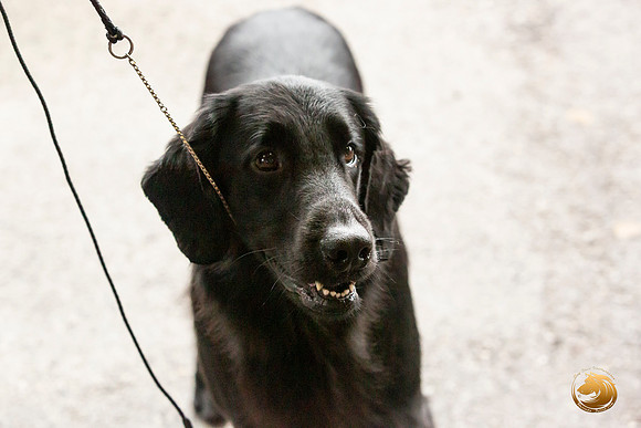 Flat Coated Retreiver #11 Sat_JJL_9820_Conroe2019-HR3