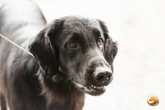 Flat Coated Retreiver #11 Sat_JJL_9821_Conroe2019-HR3