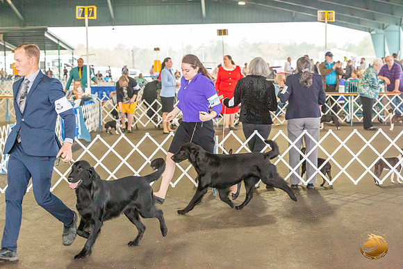 Flat Coated Retreiver #11 Sat_JJL_9835_Conroe2019-HR3