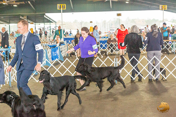 Flat Coated Retreiver #11 Sat_JJL_9836_Conroe2019-HR3