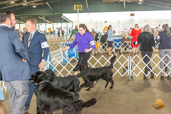 Flat Coated Retreiver #11 Sat_JJL_9837_Conroe2019-HR3