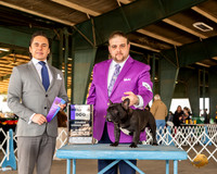 French Bulldog #27 Sun WD Judge Juan Miranda