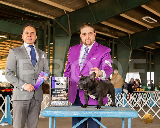 French Bulldog #27 Sun WD Judge Juan Miranda__JJ_8250_Conroe2019-HR3