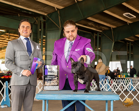 French Bulldog #27 Sun WD Judge Juan Miranda__JJ_8253_Conroe2019-HR3