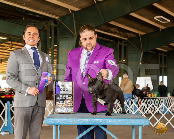French Bulldog #27 Sun WD Judge Juan Miranda__JJ_8254_Conroe2019-HR3