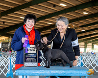French Bulldog #28 Sun WB Judge Barbara Alderman