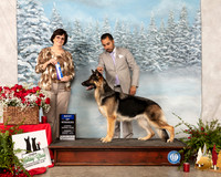 German Shepherd Dog #34 Sun BOW Judge Danelle Brown