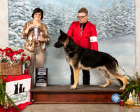 German Shepherd Dog #9 Sun RWD Judge Danelle Brown