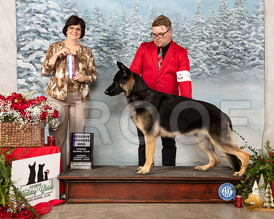 German Shepherd Dog #9 Sun RWD Judge Danelle Brown__SR_5281_Conroe2019-HR3