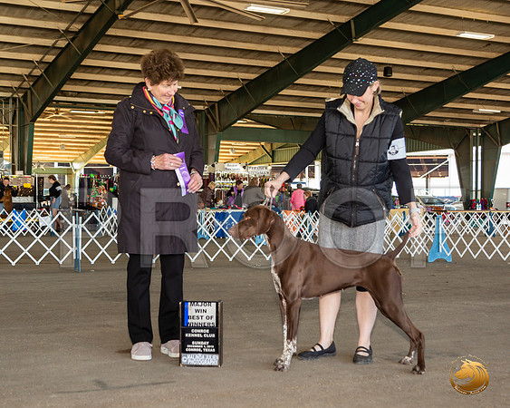 German Shorthaired Pointer #8 Sun BOW Maj Judge Ann F Yuhasz__JJ_8259_Conroe2019-HR3