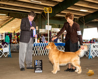 Golden Retriever #21 Sun BOW Maj NCh Judge Charles Olvis