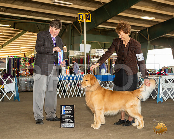 Golden Retriever #21 Sun BOW Maj NCh Judge Charles Olvis__JJ_8311_Conroe2019-HR3