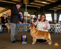 Golden Retriever #60 Sun WB Maj Judge Charles Olvis