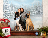 Great Dane #33 Sun