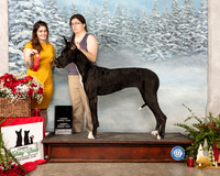Great Dane #56 Sun