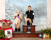 Italian Greyhound #14 Sun WB Maj Judge Erika Moreau