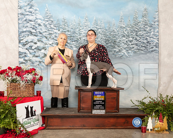 Italian Greyhound #9 Sun BOB Judge Erika Moreau__SR_5168_Conroe2019-HR3