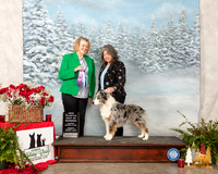 Miniature American Shepherd #11 Sun WD BOW NCh