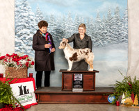 Miniature American Shepherd #8 Sun WB BOW Judge Ann F Yuhasz