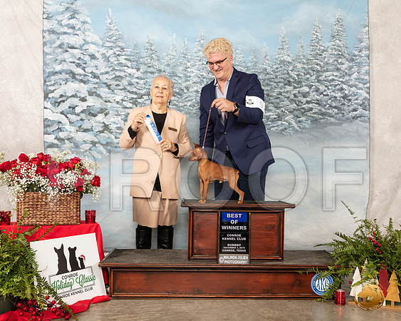 Miniature Pinscher #9 Sun NCh Judge Erika Moreau__SR_5094_Conroe2019-HR3