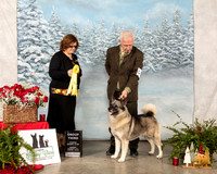 Norwegian Elkhound #7 Sun G3 Judge Elizabeth Muthard