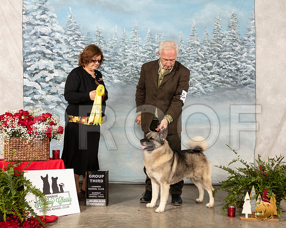 Norwegian Elkhound #7 Sun G3 Judge Elizabeth Muthard__SR_5363_Conroe2019-HR3