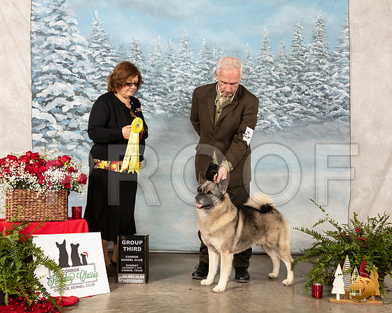 Norwegian Elkhound #7 Sun G3 Judge Elizabeth Muthard__SR_5364_Conroe2019-HR3