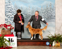 Nova Scotia Duck Tolling Retriever #12 Sun BOB NCh Judge Ann F Yuhasz