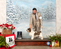PBGV #8 Sun WB Maj NCh