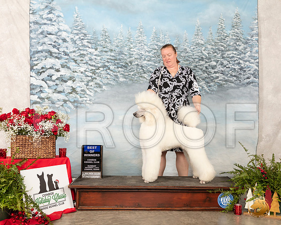 Poodle Std #19 Sun #19 BOW __SR_5114_Conroe2019-HR3