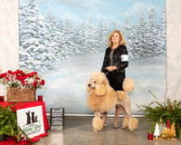 Poodle Std #23 Sun GrCh