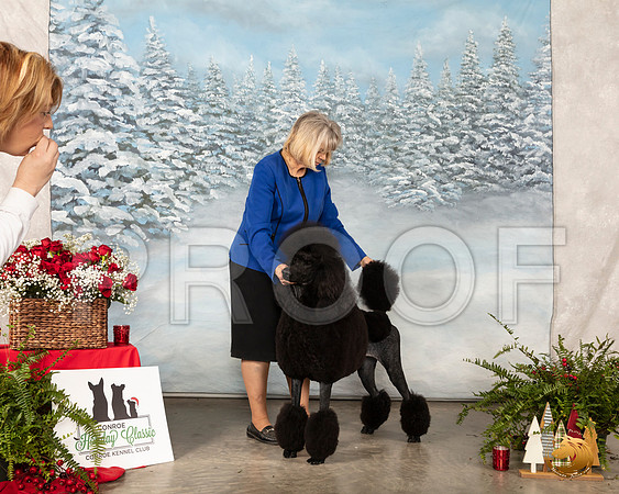 Poodle Std RESHOOT 2__SR_5367_Conroe2019-HR3