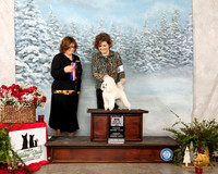 Poodle Toy #22 Sun BOW Maj Judge Elizabeth Muthard