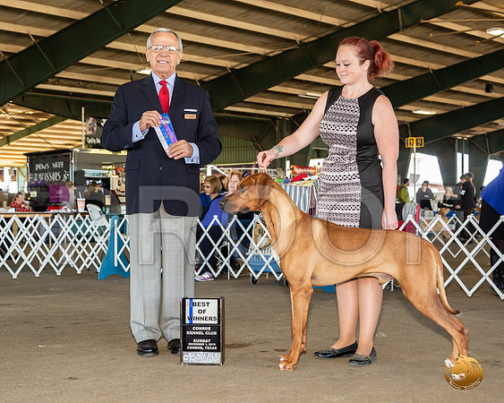 Rhodesian Ridgeback #21 Sun BOW Judge Lou M Guerrero__JJ_8288_Conroe2019-HR3