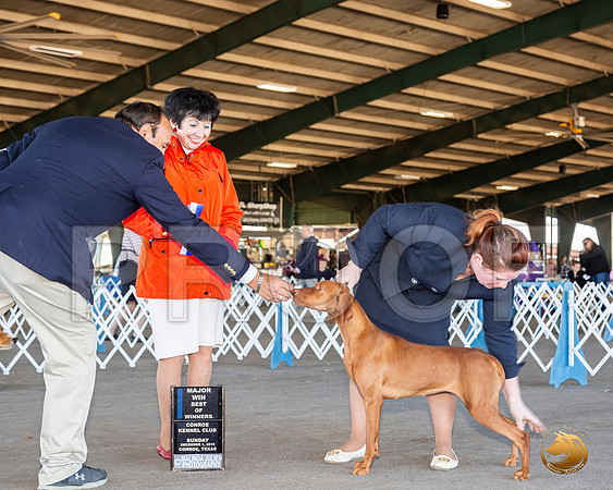 Rhodesian Ridgeback #34 Sun BOW Maj Judge Barbara Alderman__JJ_8314_Conroe2019-HR3