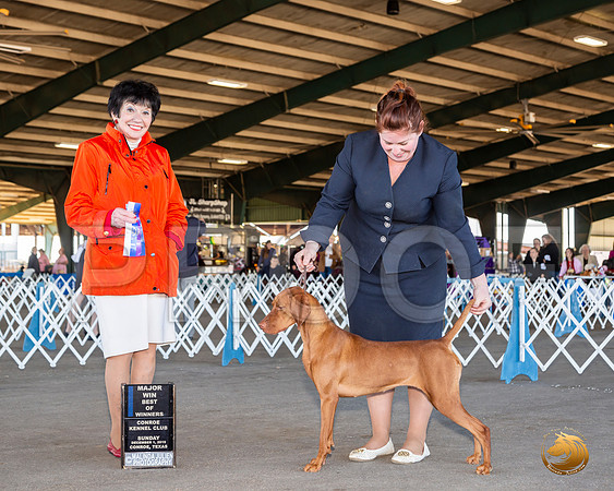 Rhodesian Ridgeback #34 Sun BOW Maj Judge Barbara Alderman__JJ_8316_Conroe2019-HR3