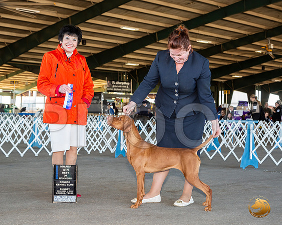Rhodesian Ridgeback #34 Sun BOW Maj Judge Barbara Alderman__JJ_8322_Conroe2019-HR3