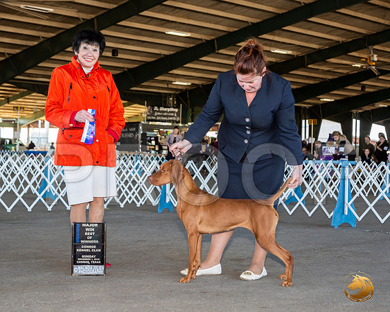 Rhodesian Ridgeback #34 Sun BOW Maj Judge Barbara Alderman__JJ_8325_Conroe2019-HR3