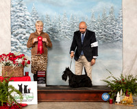 Scottish Terrier #10 Sun G2 Judge Debra Thornton
