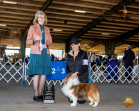 Shetland Sheepdog #23 Sun BOW Maj Judge Nancy Simmons