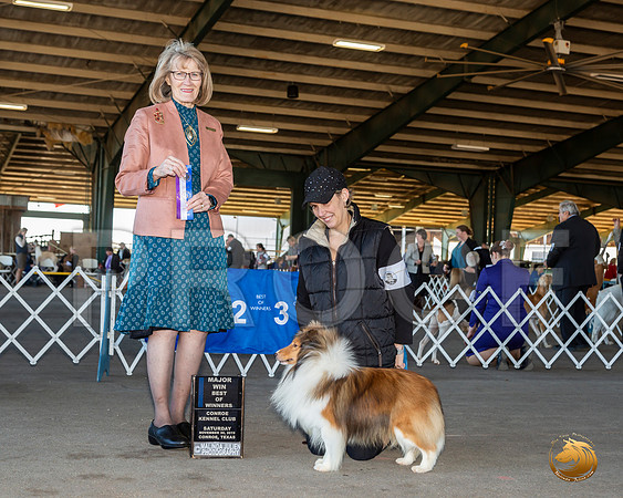 Shetland Sheepdog #23 Sun BOW Maj Judge Nancy Simmons__JJ_8357_Conroe2019-HR3