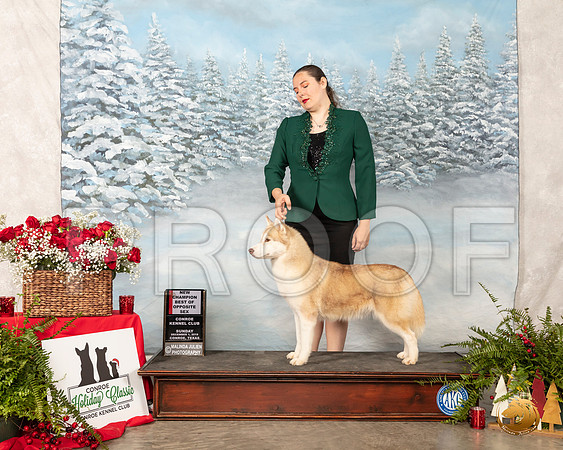 Siberian Husky #12 Sun BOS NCh __SR_5110_Conroe2019-HR3