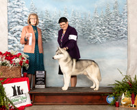 Siberian Husky #5 Sun NGrCh Judge Nancy Simmons